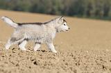 ALASKAN MALAMUTE 184
